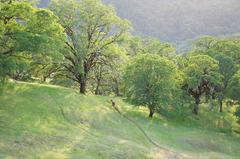 "Wild Pony on Mixed Oak Forest Ridge" Mendocino, CA 12