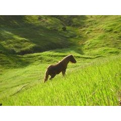 "Stallion in Green Meadow" Mendocino, CA 9