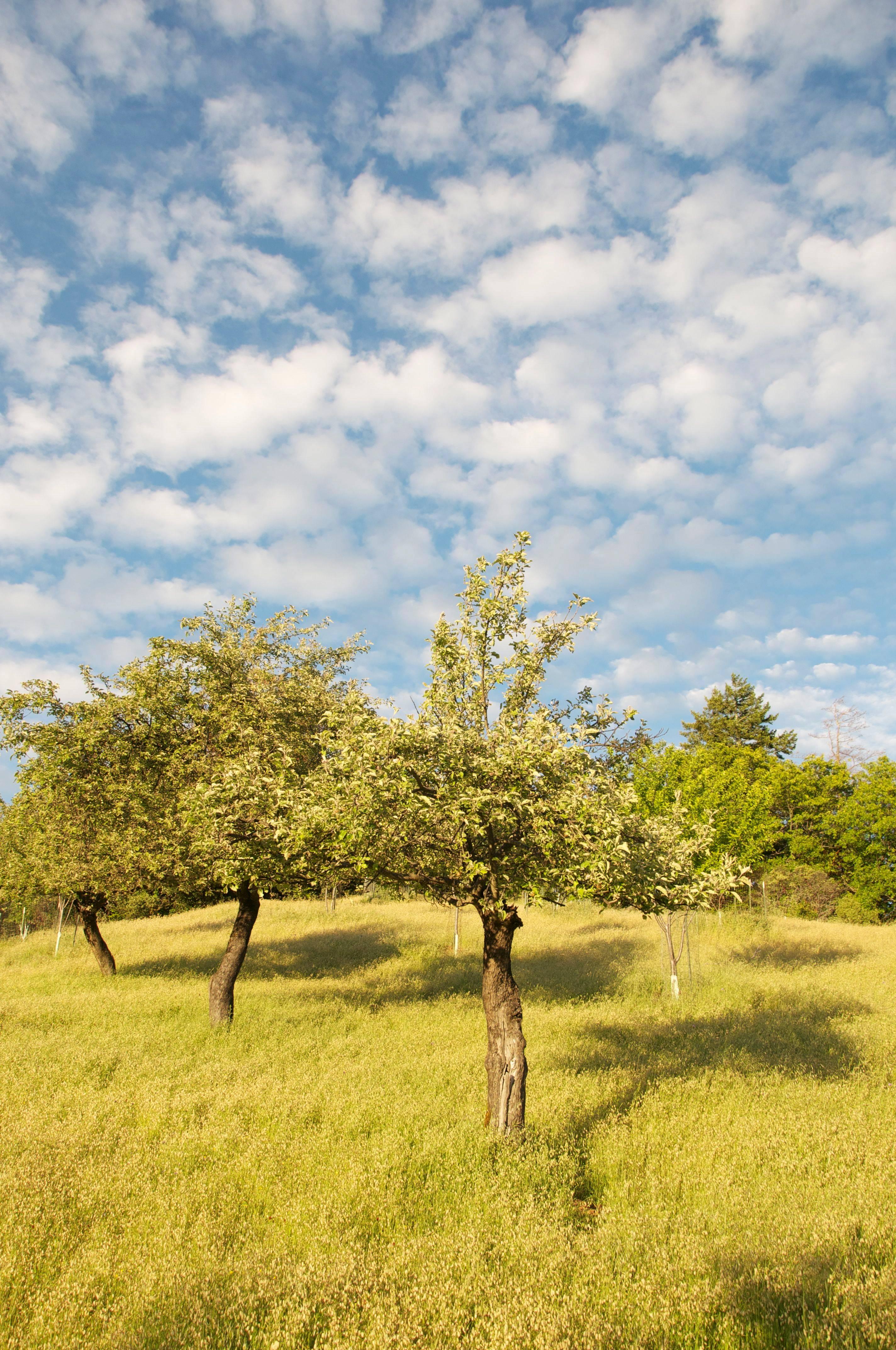 Gaétan Caron Landscape Photograph - "The Three Sisters (Heirloom Apple Trees)" Mendocino Orchard, California