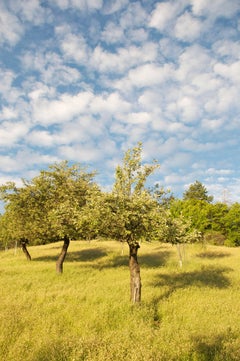 "The Three Sisters (Heirloom Apple Trees)" Mendocino Orchard, California