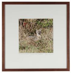 "California Grey Fox" Mendocino Photograph 8