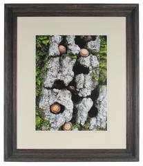 "Blue Oak Bark, Moss and Acorns" Mendocino, CA 1