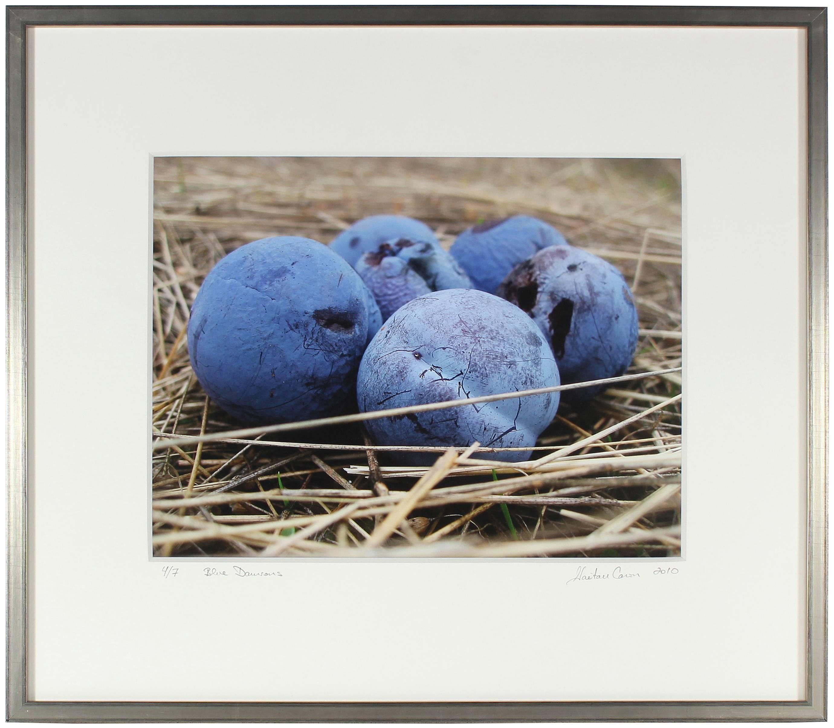 Gaétan Caron Still-Life Photograph - "Blue Damsons" Mendocino, CA