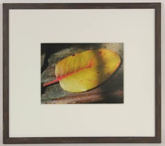 "Madrone Leaf on Old Ford Model T" Mendocino Photograph, 2011