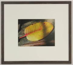 Archival Ink Color Photography