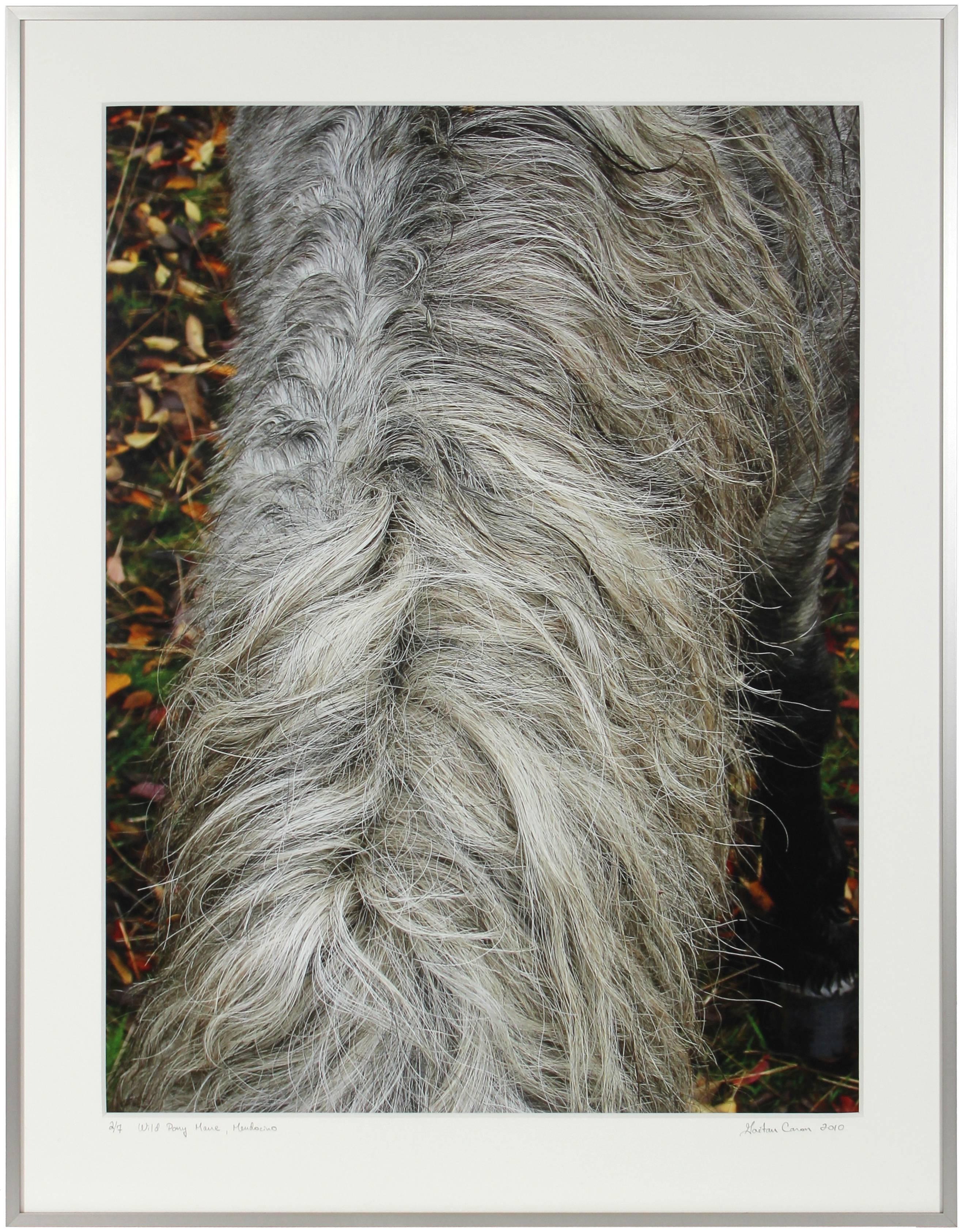 Gaétan Caron Still-Life Photograph - "Wild Pony Mane" Mendocino, CA Photograph, 2010
