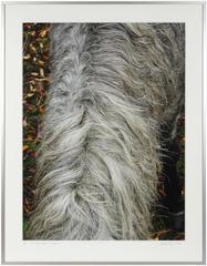 "Wild Pony Mane" Mendocino, CA 5