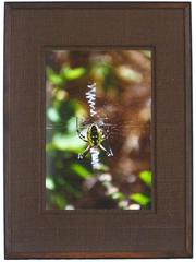 "Garden Spider" Mendocino, CA 9