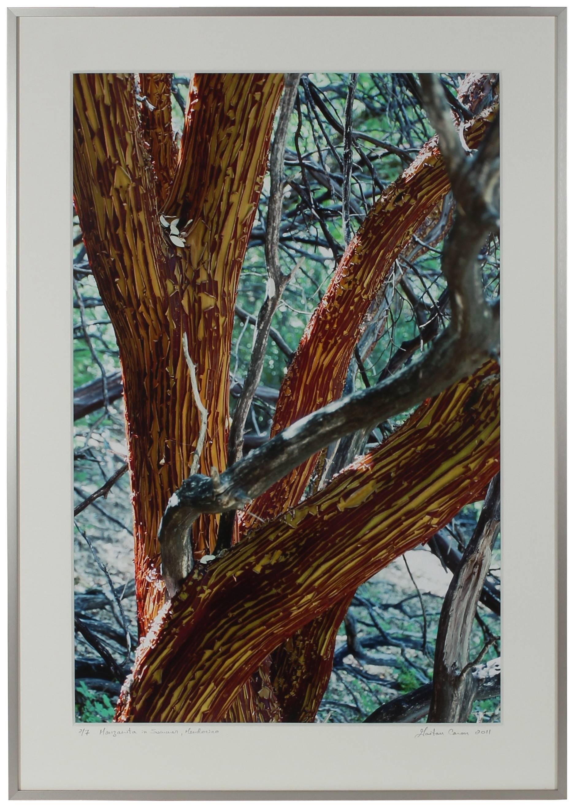 Gaétan Caron Landscape Photograph - "Manzanita Tree Shedding Bark In Summer"