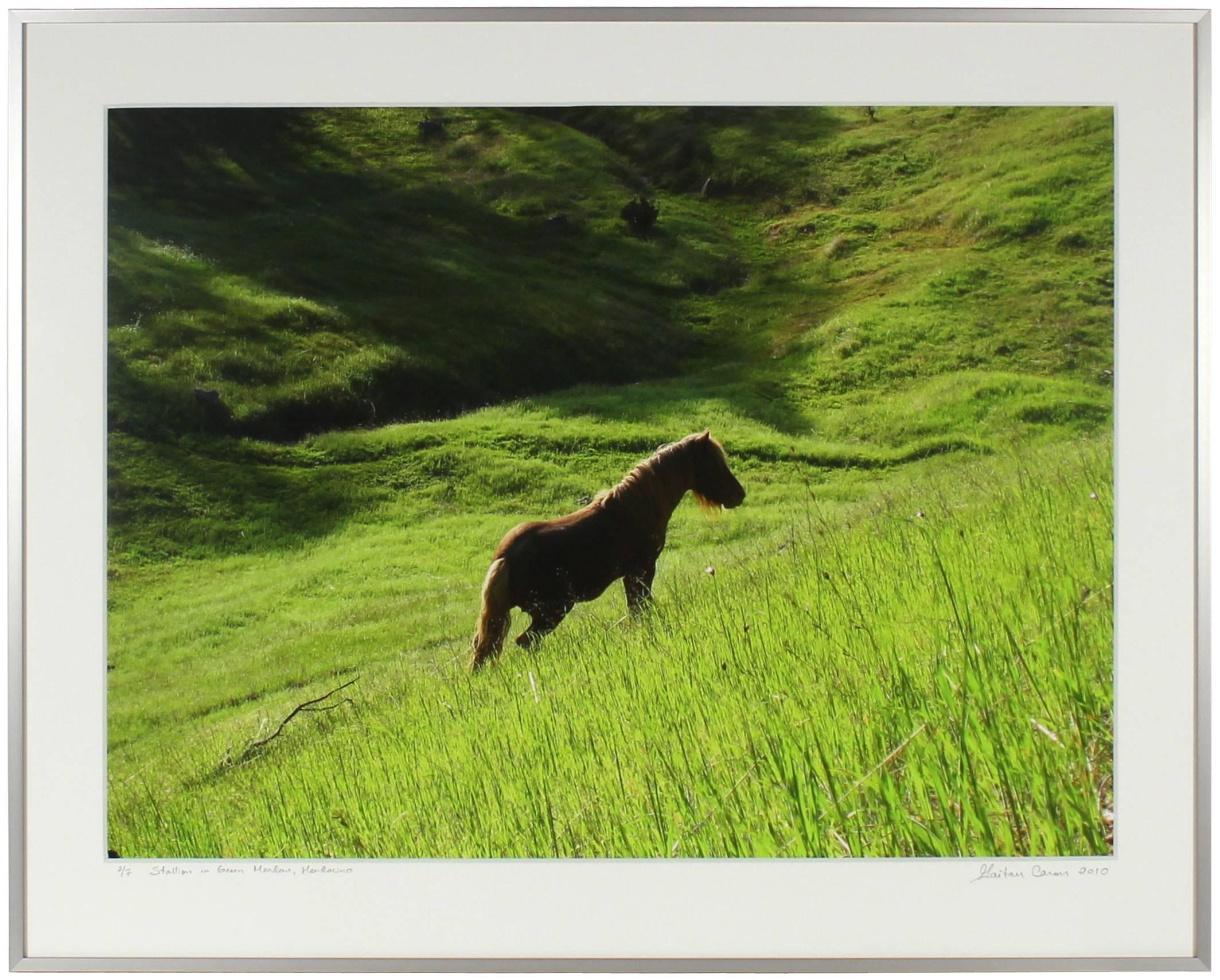 Gaétan Caron Color Photograph - “Stallion in Green Meadow” Mendocino, California Landscape with Wild Pony