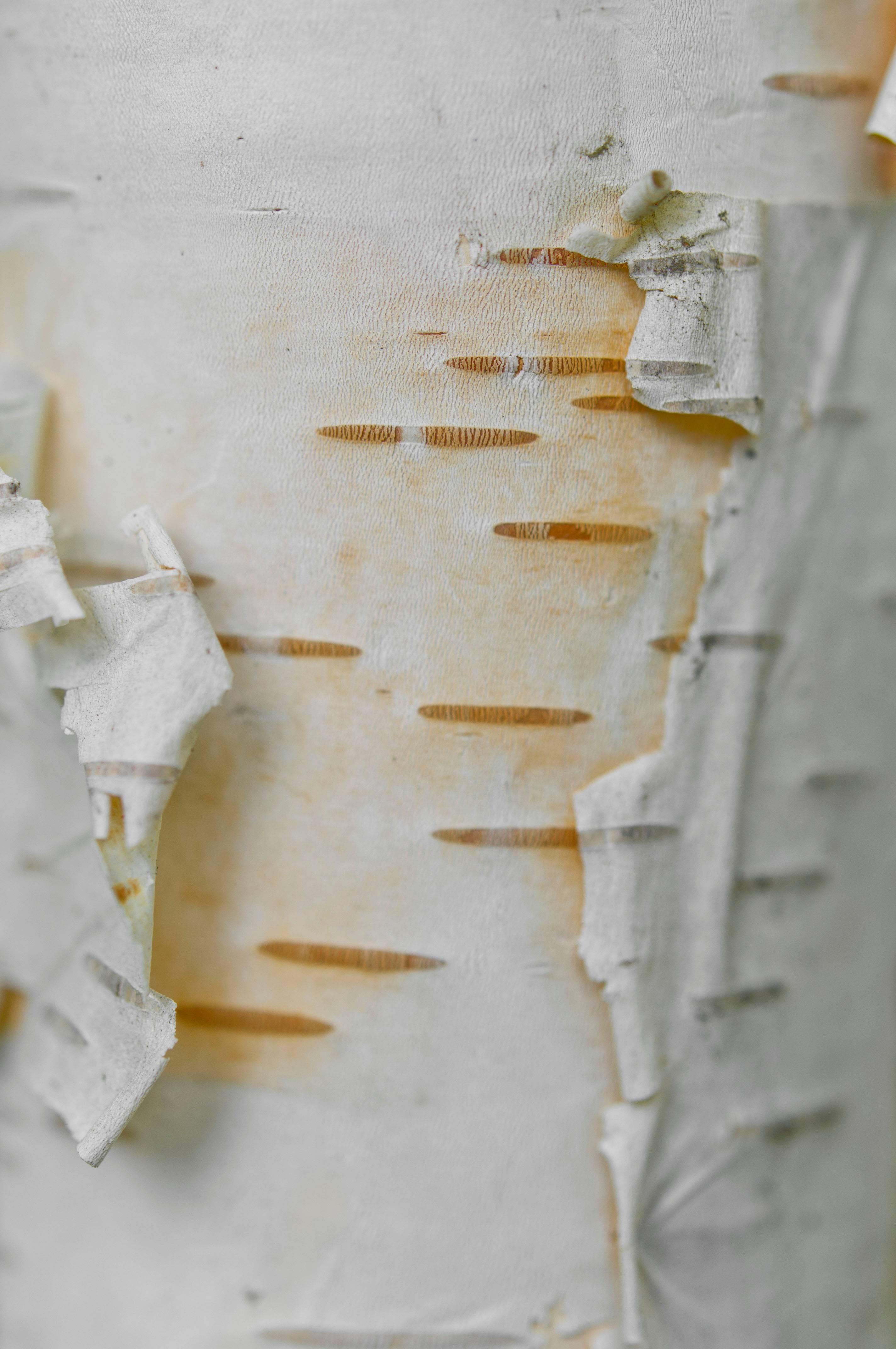 Gaétan Caron Color Photograph - "Bouleau blanc (White Birch)" Lac Perkins, Quebec, Framed Photo