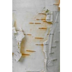 "Bouleau blanc (White Birch)" Lac Perkins, Quebec 11