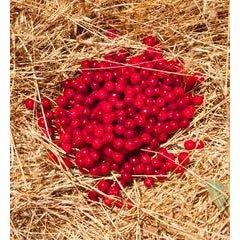"Griottes sur Paille (Morellos on Straw)", Mendocinco, CA 1