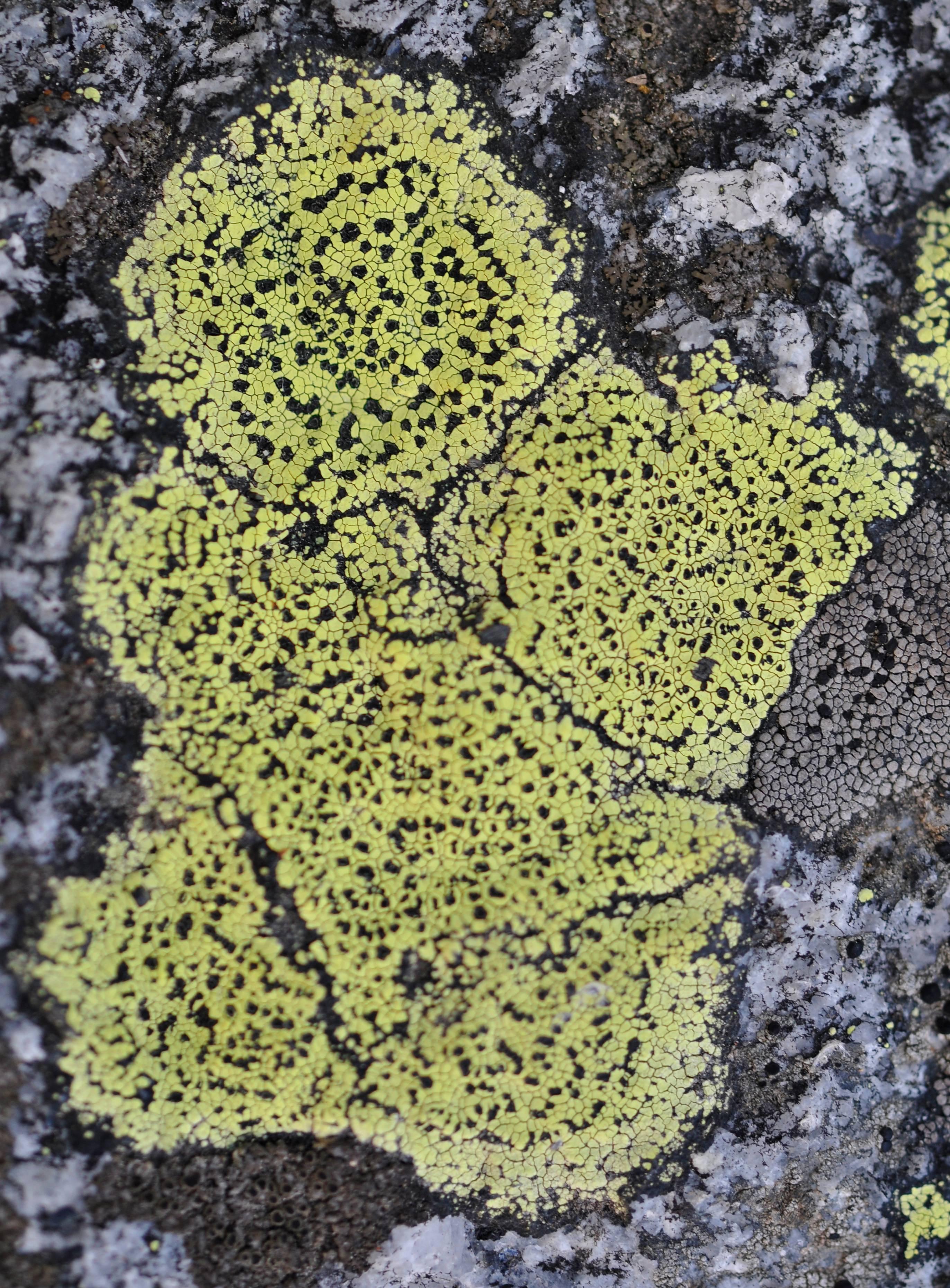 Gaétan Caron Color Photograph - "Chérubin" Lichen, Mendocino, CA Photograph, 2014