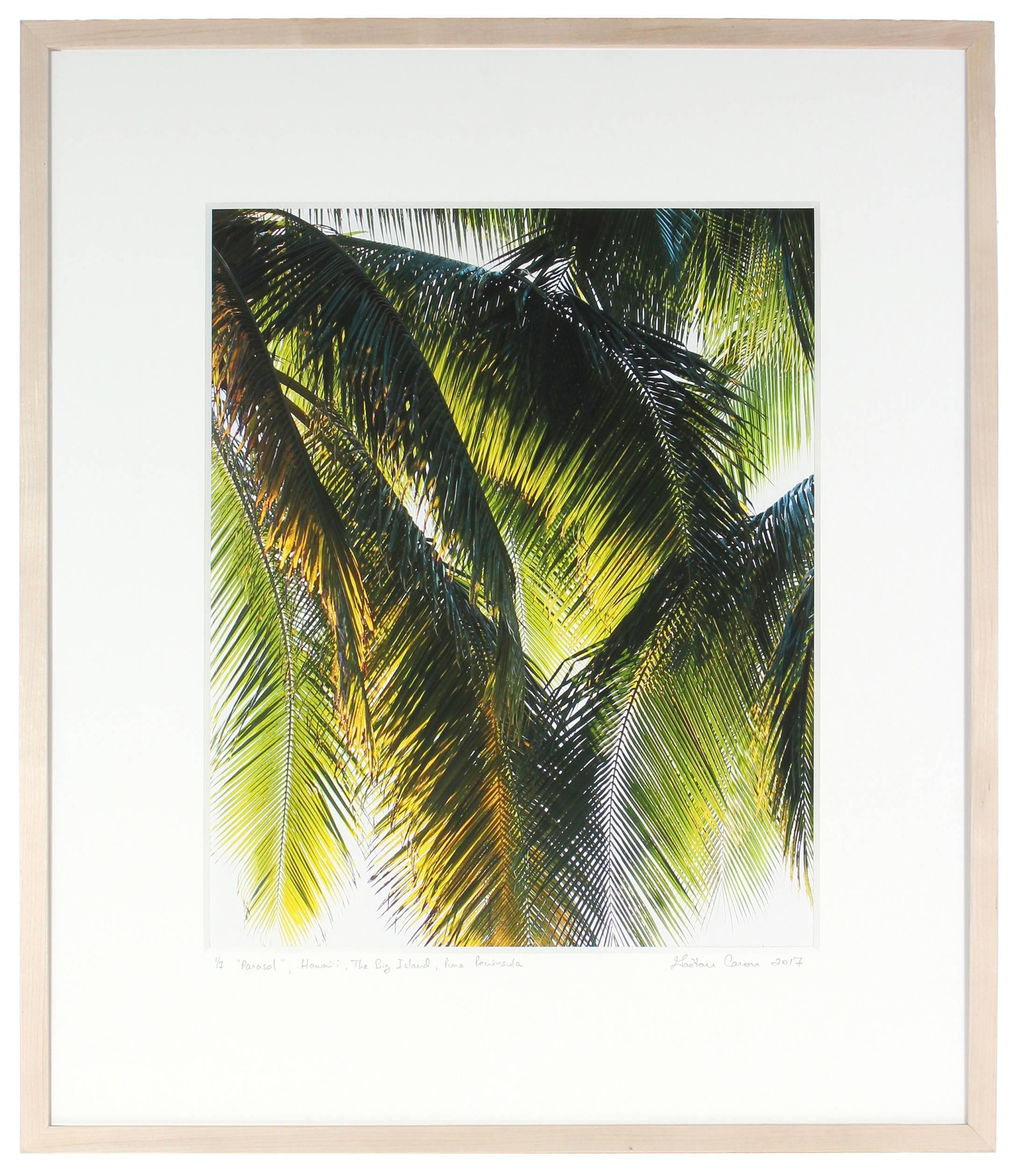 „“Parasol““ Puna Peninsula, Hawaii, Fotografie, 2107 (Zeitgenössisch), Photograph, von Gaétan Caron