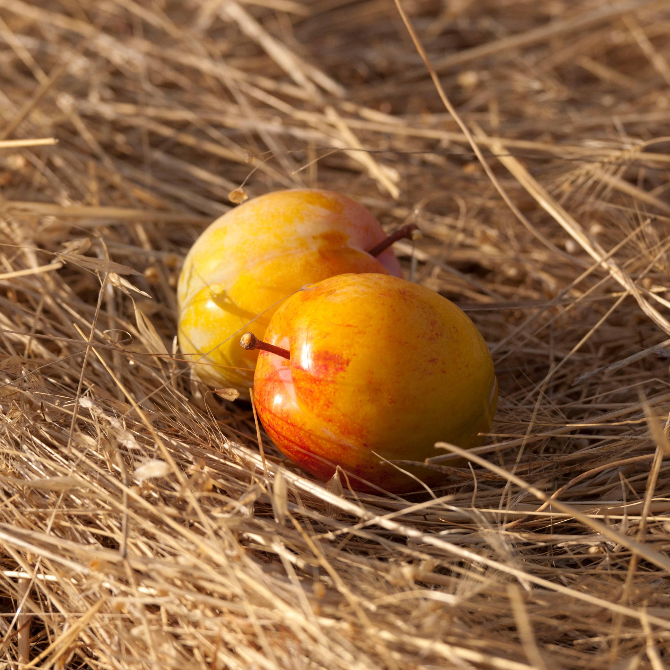 Gaétan Caron Still-Life Photograph - "Flavor Grenade Duo" (Pluots), Framed Plum-Apricot Still Life, Color Photograph