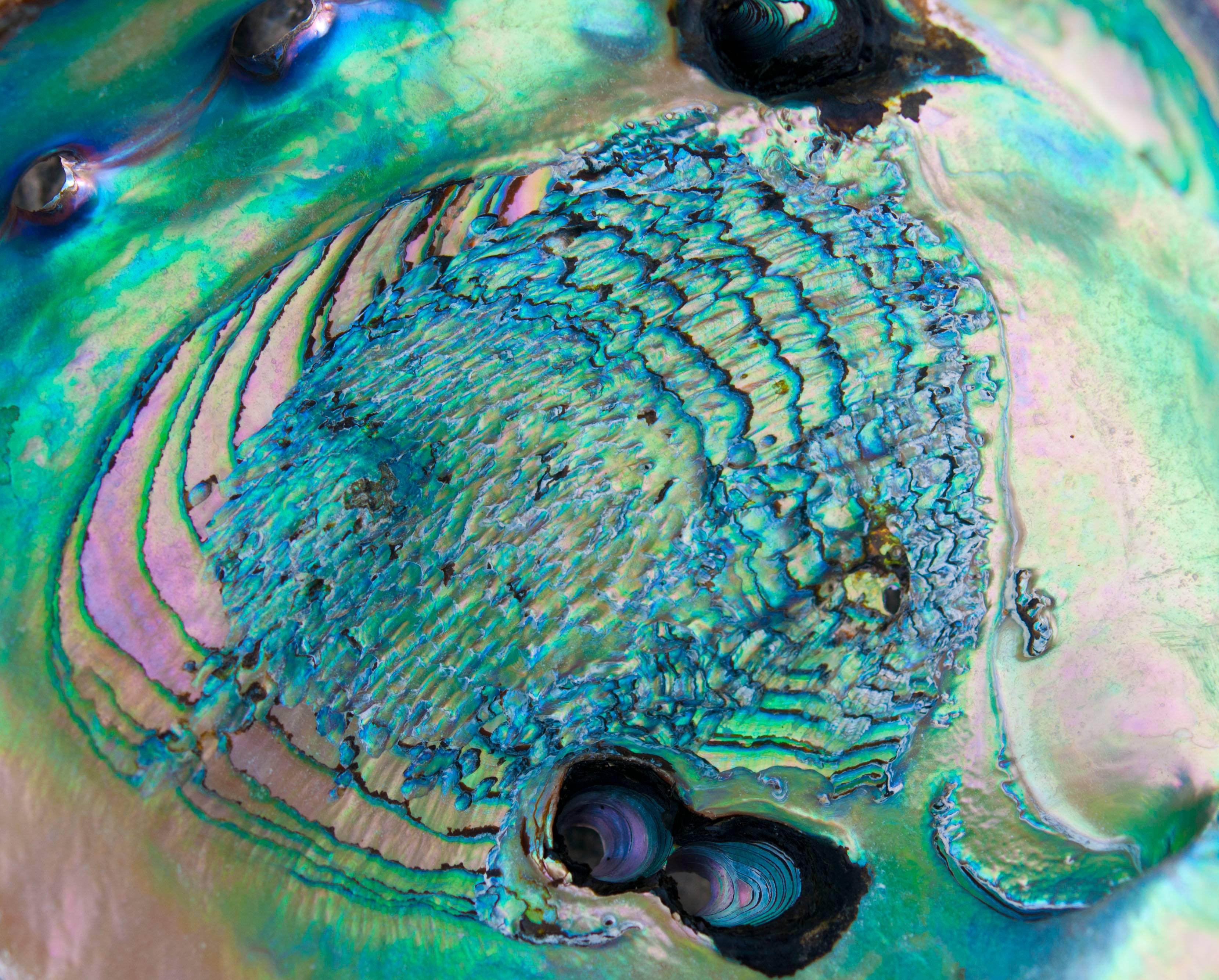 "Poseidon" (Framed) Micro Photograph, Abalone shell, Mendocino beach, California