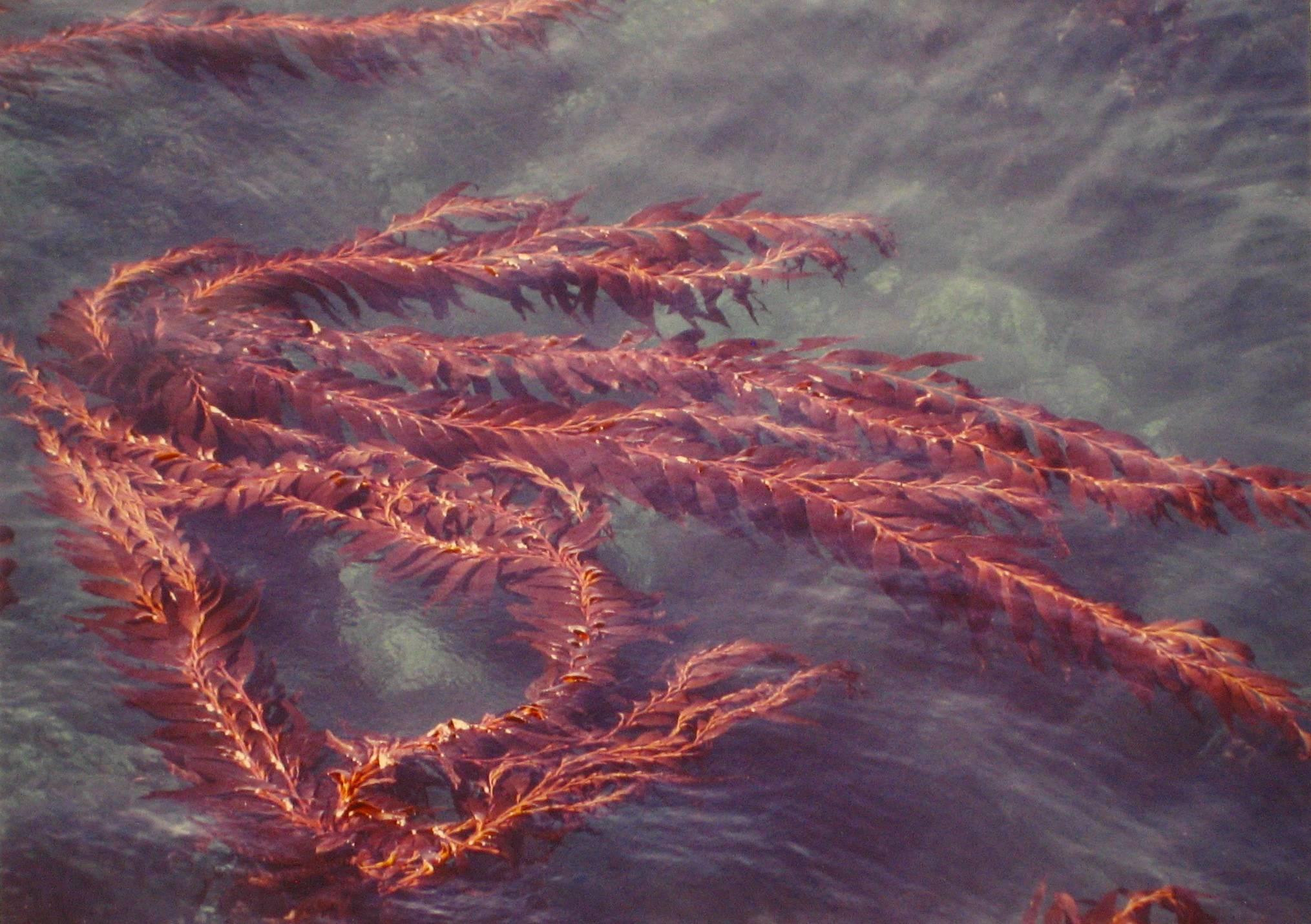 "Nature Series 10" Red Sea Kelp in the Ocean, Color Photograph, 1970s