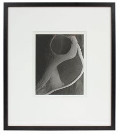 Study of a Bone, Framed Black and White Photograph, 1969