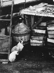 Portuguese Market Scene with Siamese Cats , Black and White Photograph, 1960s