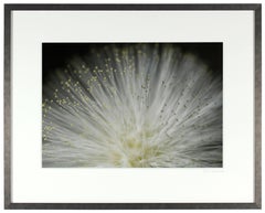 "Tropical Stars" Color Photograph of Plant in the Big Island, Hawaii