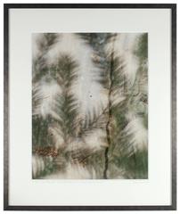 "Quiétude (Redwood)" Mendocino, CA Photograph, 2015