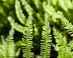 "Fern Canyon" Humboldt, California, Green Fern Abstracted Landscape (Framed)