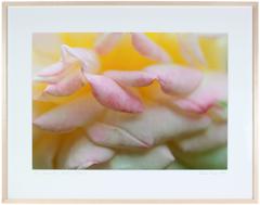 "Alchimiste" California Botanical Still Life Photograph, 2014