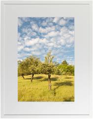 "The Three Sisters (Heirloom Apple Trees)" Mendocino Orchard, California
