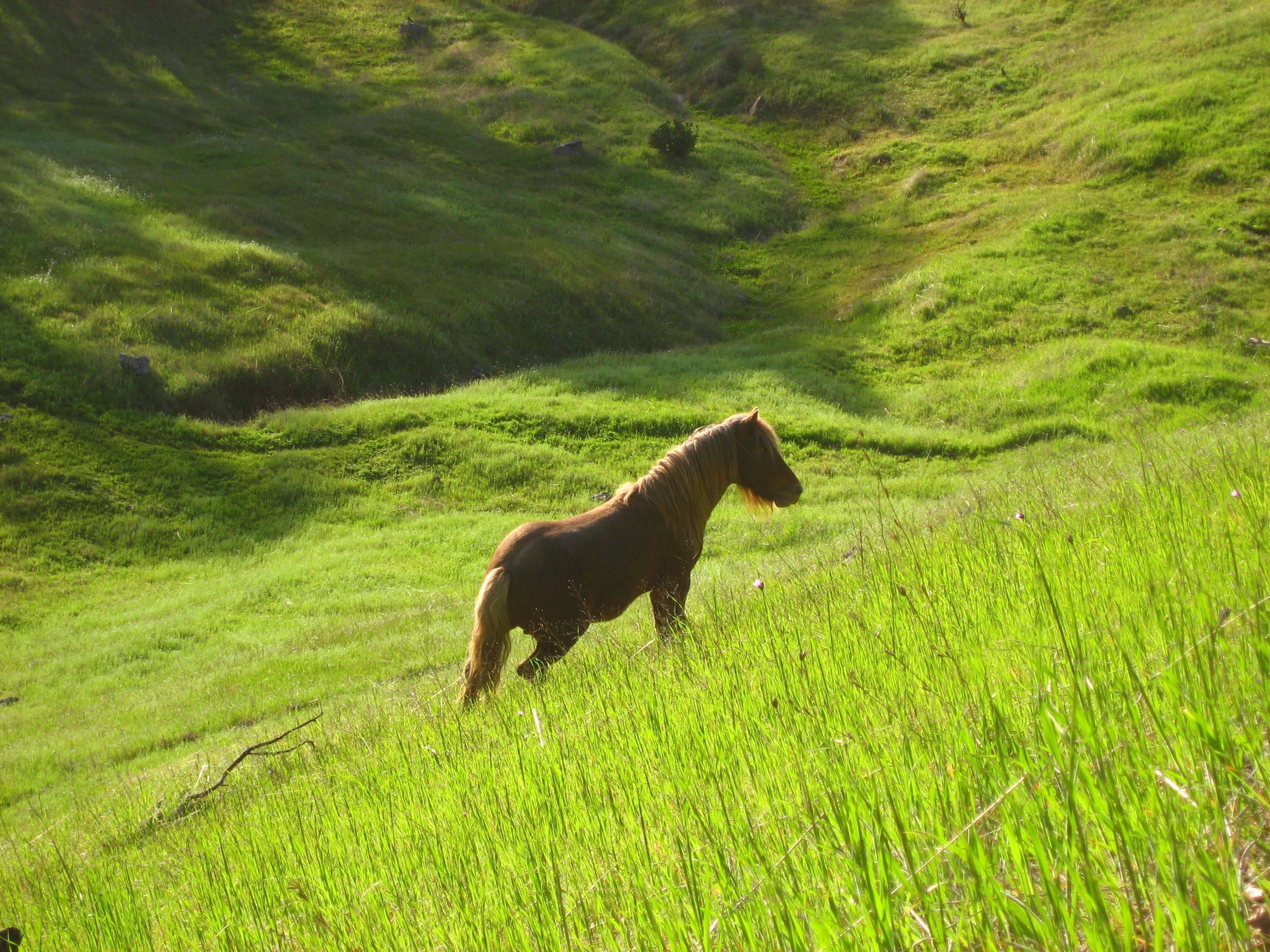 “Stallion in Green Meadow” Mendocino, California Landscape with Wild Pony - Photograph by Gaétan Caron