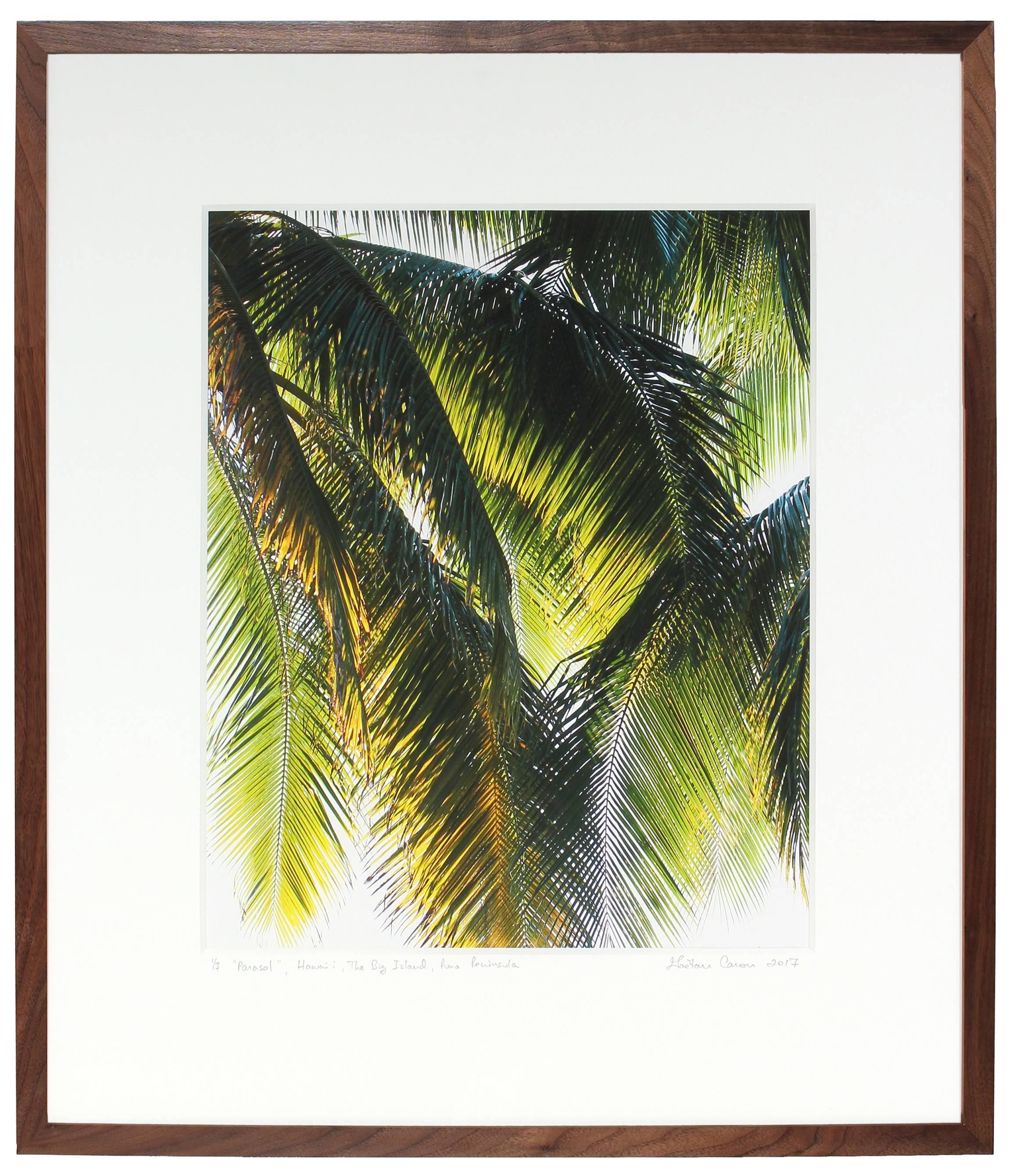 „“Parasol““ Puna Peninsula, Hawaii, Fotografie, 2107 (Schwarz), Landscape Photograph, von Gaétan Caron