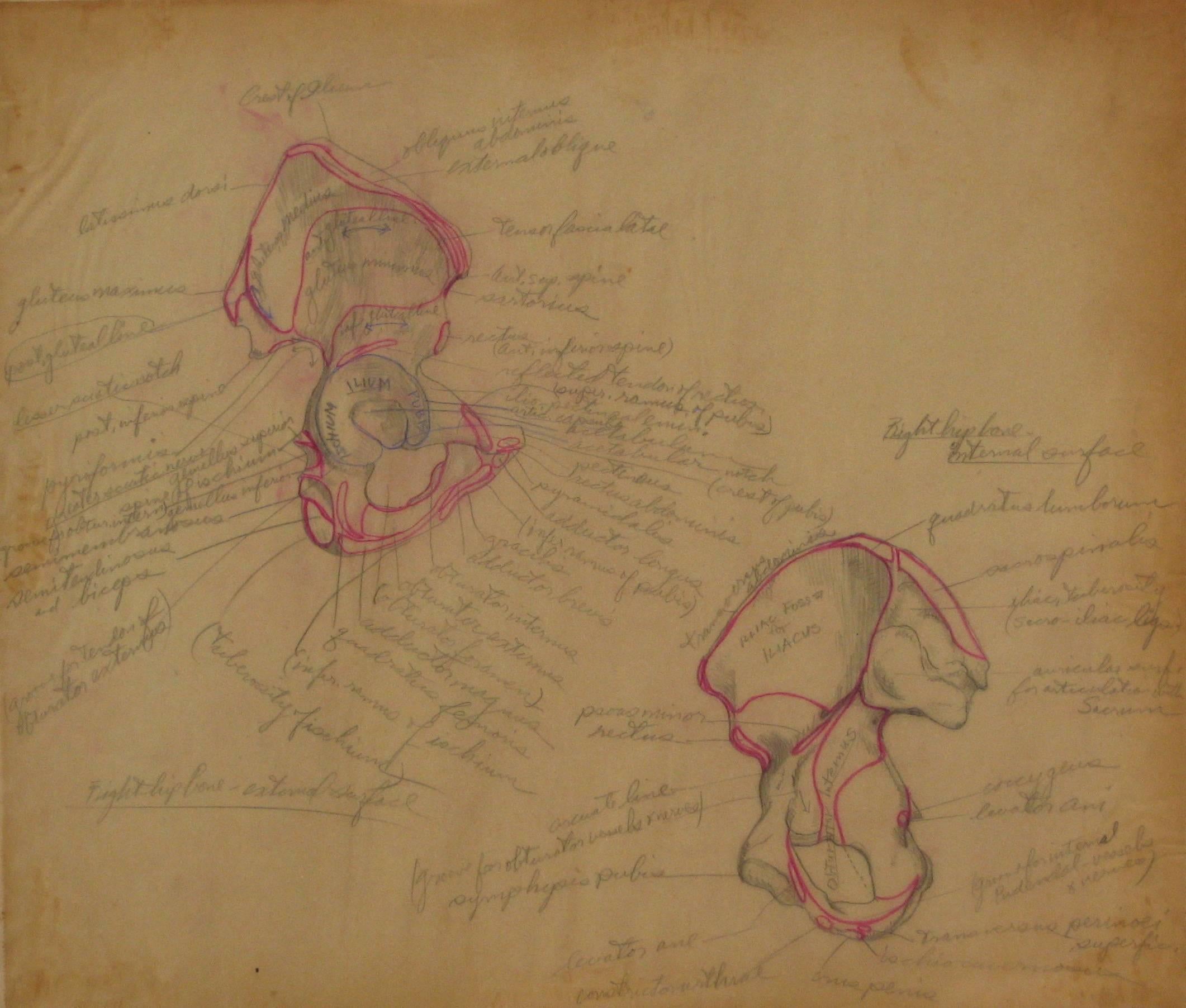 Jean Hart Still-Life - Anatomical Diagram in Colored Pencil, 1930s