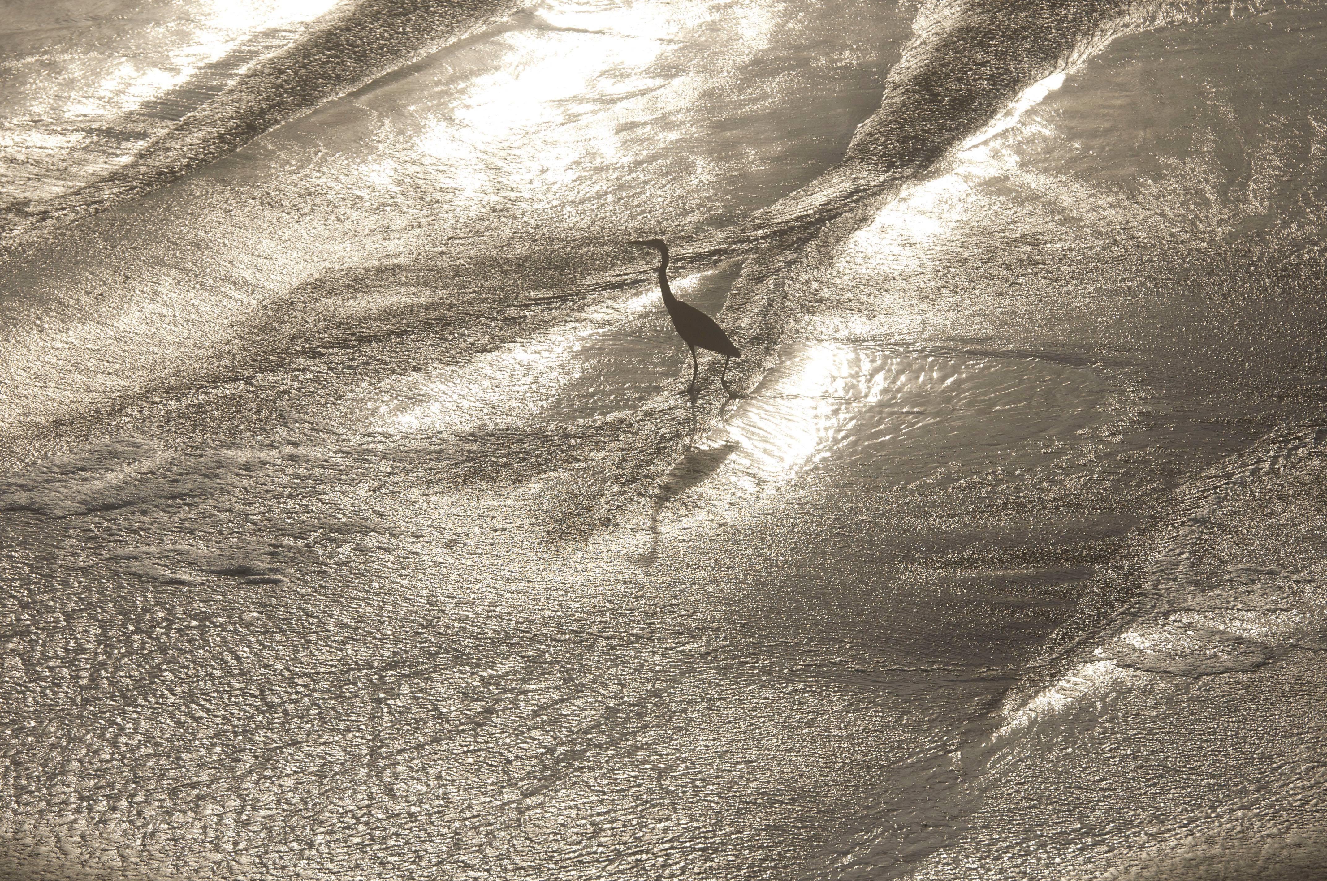 Gaétan Caron Abstract Photograph - "Wading" Framed Color Photograph, Mendocino Coast, CA, 2015