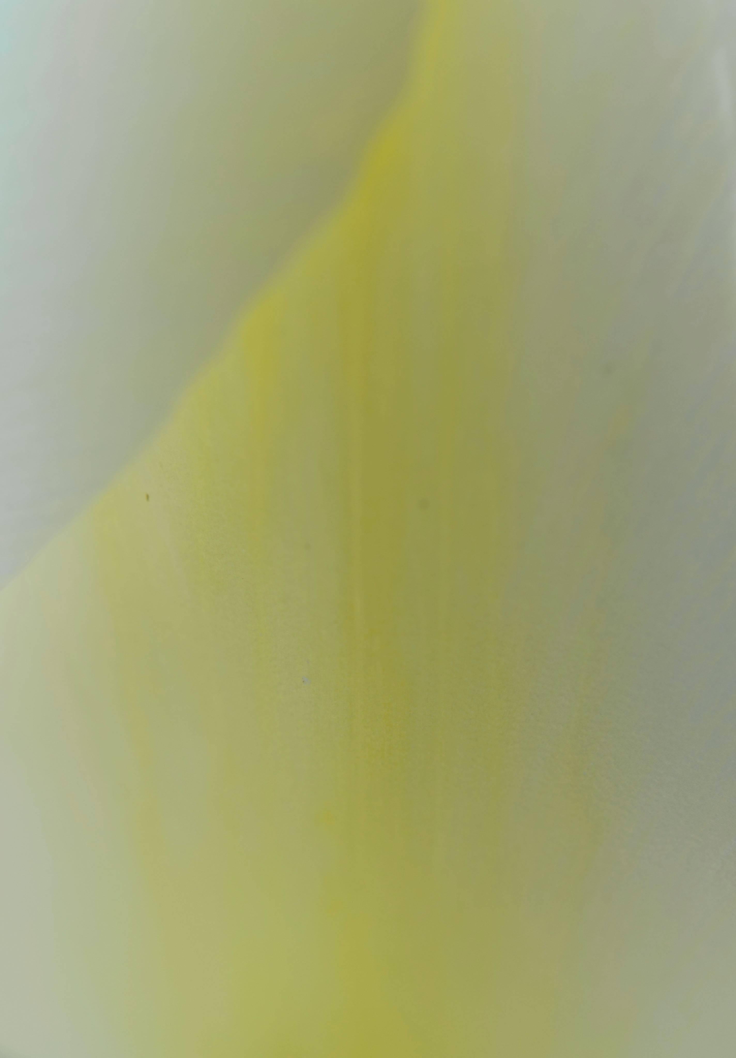 Gaétan Caron Color Photograph - "Yellow & White" Abstract Floral Framed Photograph, Mendocino, CA, 2014