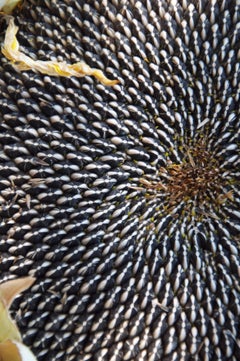 "Sunflower Seeds" Framed Botanical Color Photograph, 2011
