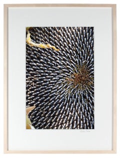 "Sunflower Seeds" Framed Botanical Color Photograph, 2011
