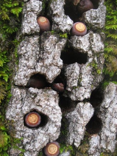"Blue Oak Bark, Moss, and Acorns" Framed Color Photograph, 2010