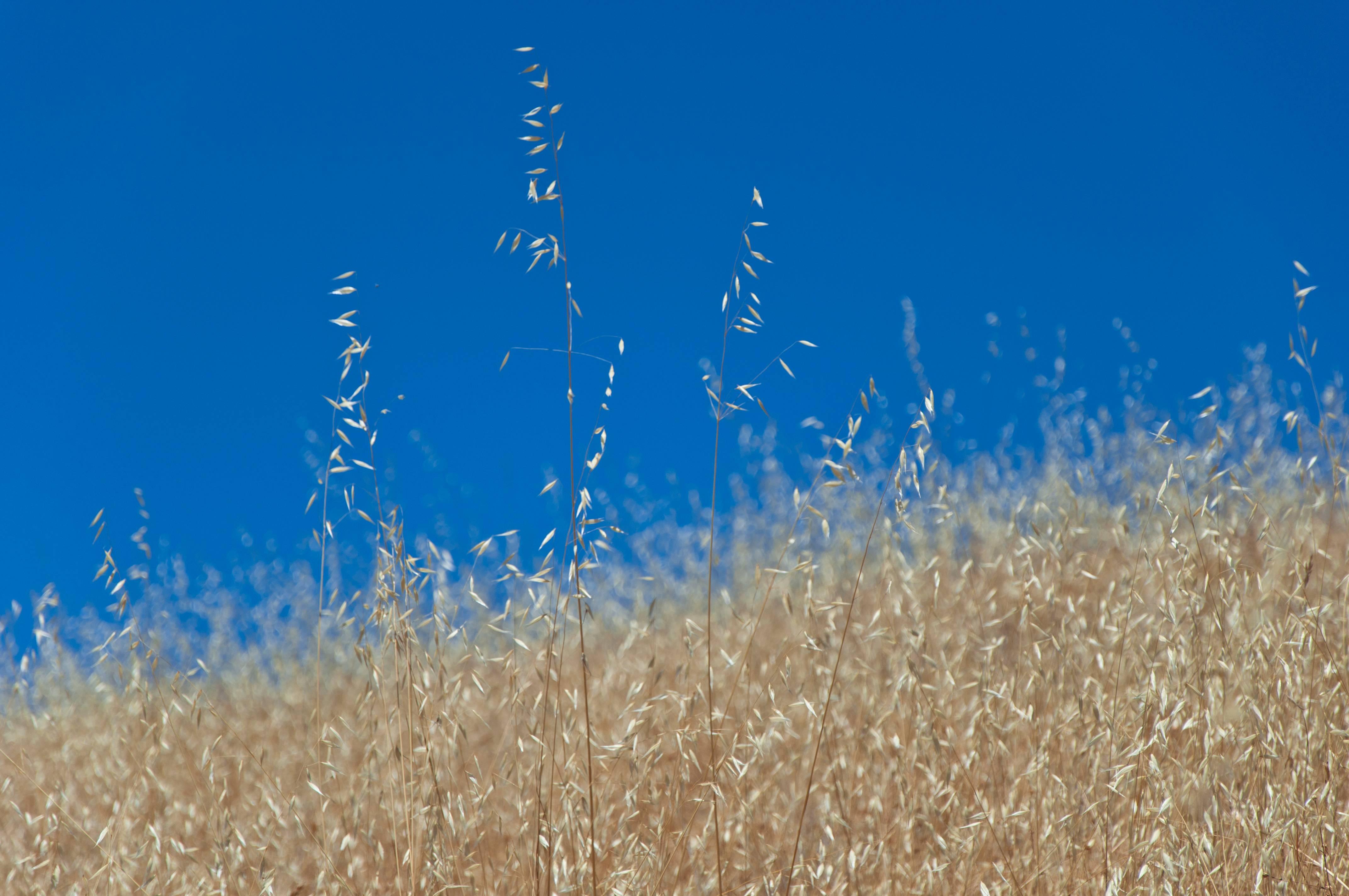 Gaétan Caron Landscape Print - "Golden Mendocino" California Landscape Photograph of Weeds and Blue Sky