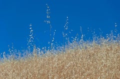 "Golden Mendocino" California Landscape Photograph of Weeds and Blue Sky