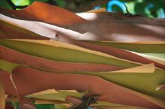 "Madrone Bark" Mendocino, CA Photograph, 2011