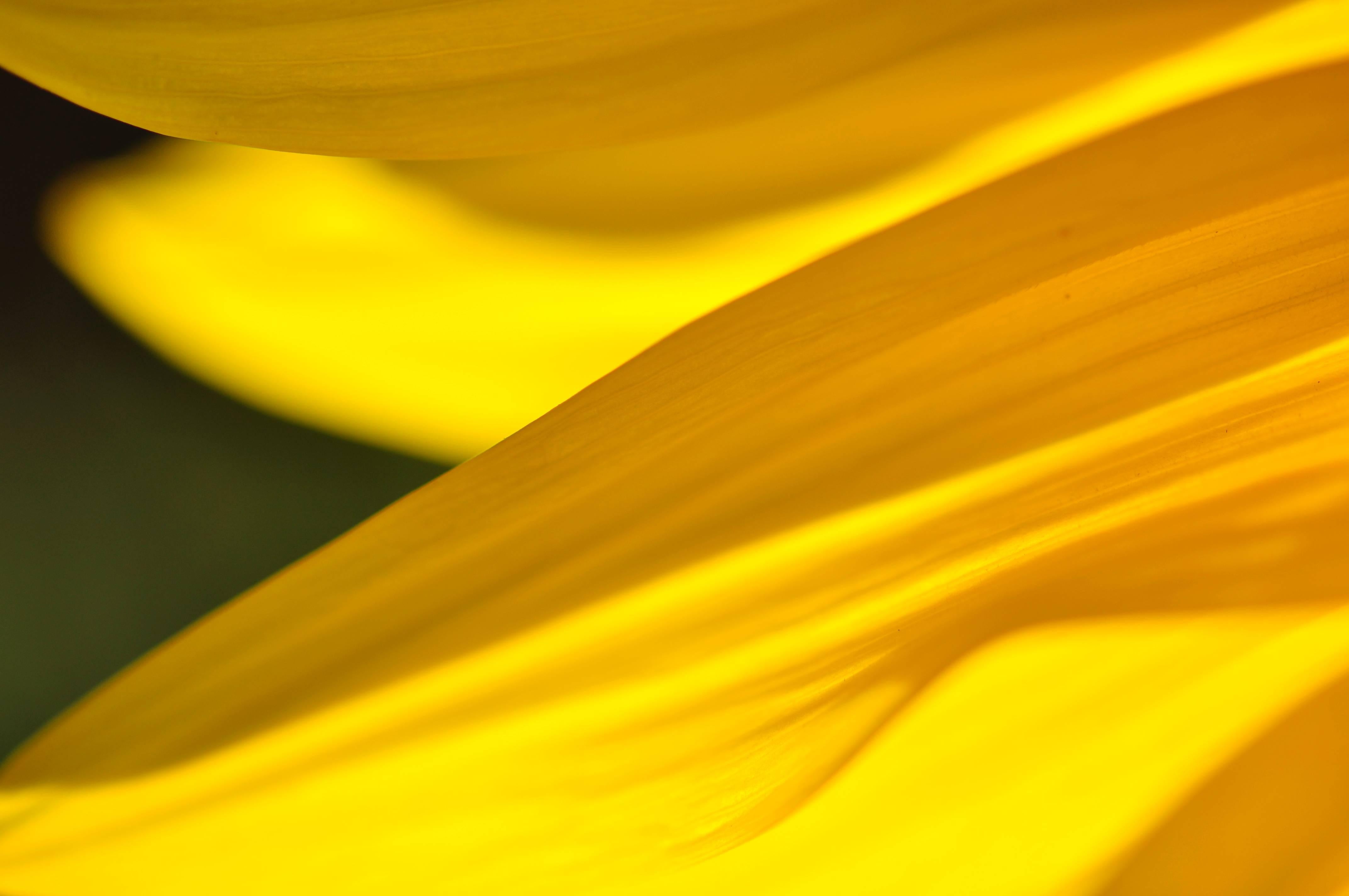 Gaétan Caron Abstract Photograph - "Grand-Soleil (Sunflower)" Botanical Close-Up Photograph, 2012
