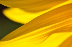 "Grand-Soleil (Sunflower)" Botanical Close-Up Photograph, 2012