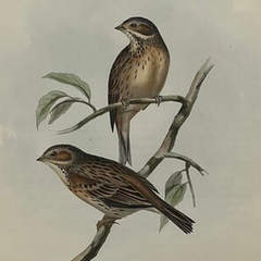 Antique John Gould Bird Lithograph, Hand-Colored 19th-Century Print