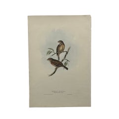 Antique John Gould Bird Lithograph, Hand-Colored 19th-Century Print