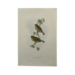 Antique John Gould Bird Lithograph, Hand-Colored 19th-Century Print