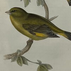Antique John Gould Bird Lithograph, Hand-Colored 19th-Century Print