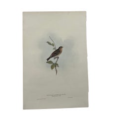 Antique John Gould Bird Lithograph, Hand-Colored 19th-Century Print