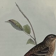 Antique John Gould Bird Lithograph, Hand-Colored 19th-Century Print