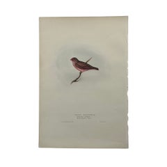 Antique John Gould Bird Lithograph, Hand-Colored 19th-Century Print