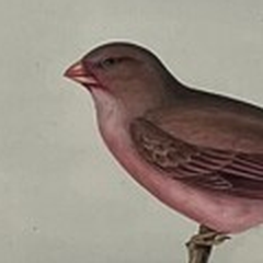 Antique John Gould Bird Lithograph, Hand-Colored 19th-Century Print